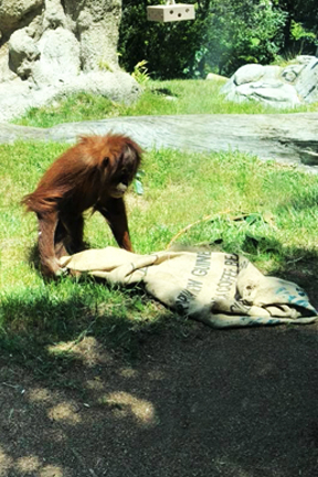 sandeigozoo